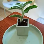 Dimoula 2*