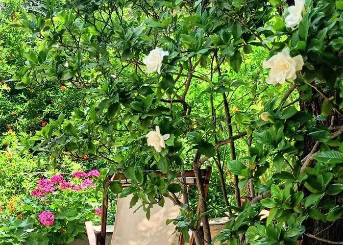 Hotel Dimoula Kala Nera